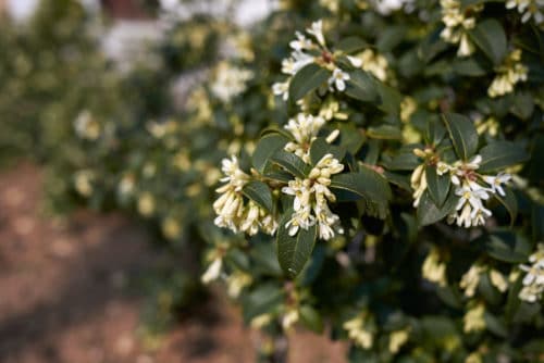 osmanthus burkwoodii hedge in flower and bud