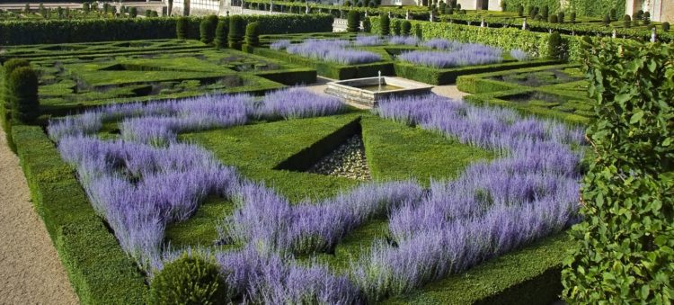 large planting of perovskia blue spire hedging