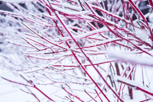 snow on red stems of red stem dogwood