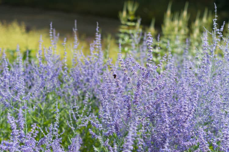 close up of perovskia blue spire flowering hedge