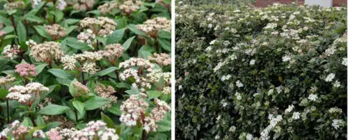 viburnum tinus hedging