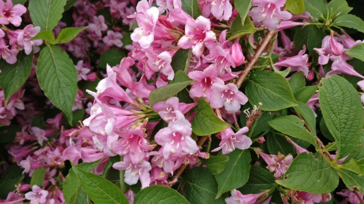 Future Plants By Randy Stewart Weigela