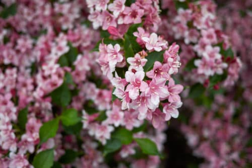 weigela rosea hedge with pink flowers