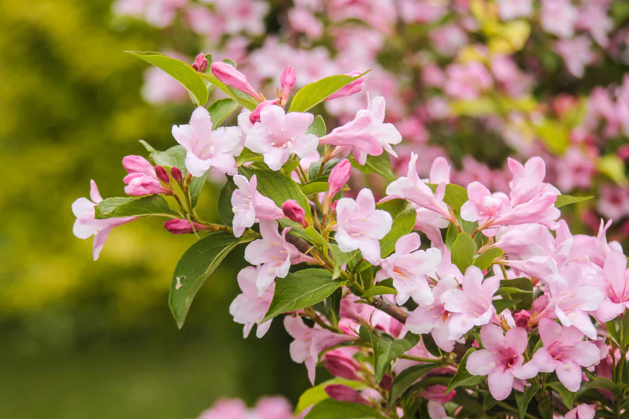 Buy Weigela Florida Weigela Rosea Hedging & Shrubs Hopes Grove