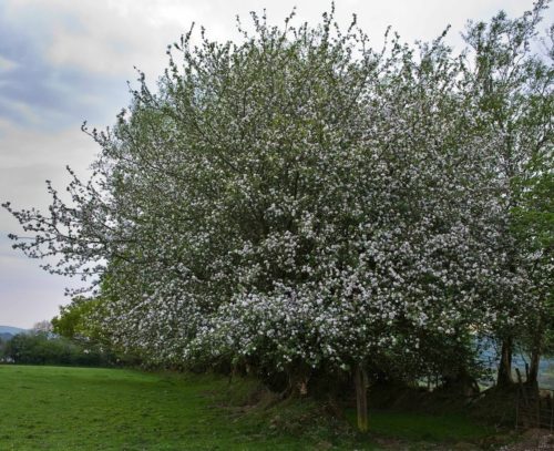 malus sylvestris tree in flower wild crabapple