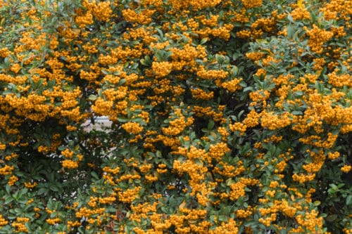 yellow pyracantha hedge