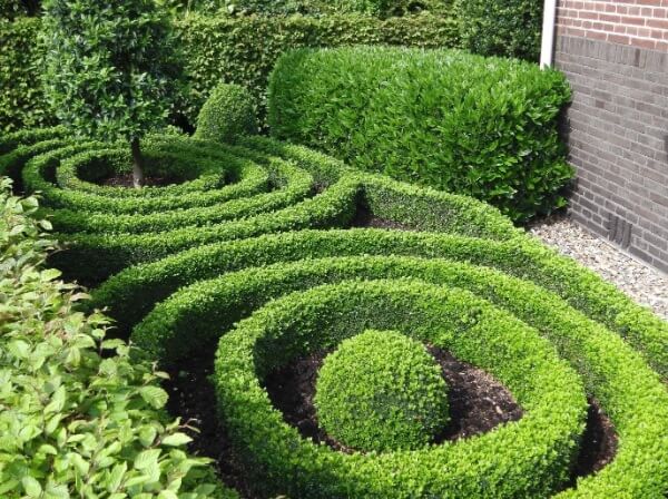 Box Hedges