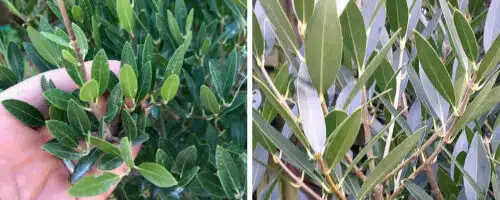 phyllyrea angustifolia hedging plants and shrubs