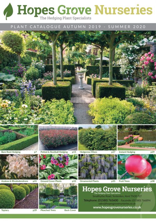 Buy Katsura Trees Cercidiphyllum Japonicum or Candy Floss Trees & Hedging