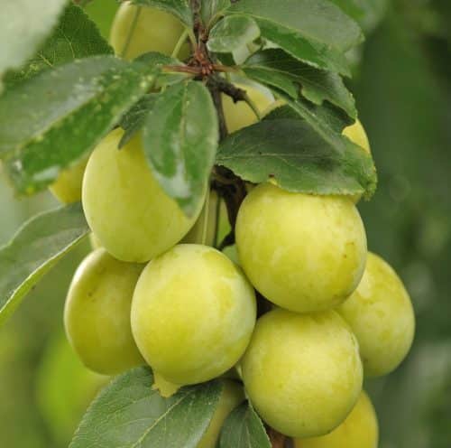 Buy Old Greengage Fruit Trees