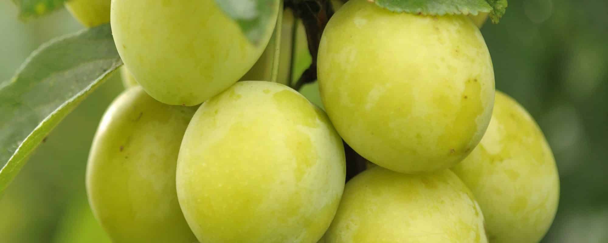 Greengage Trees For Sale Buy Greengage Fruit Trees Online Hopes