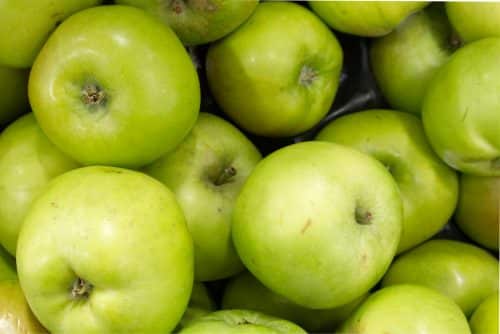 Apple Bramleys Seedling Fruit Trees