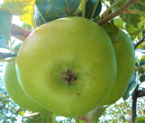 Bramley Apple Fruit Trees