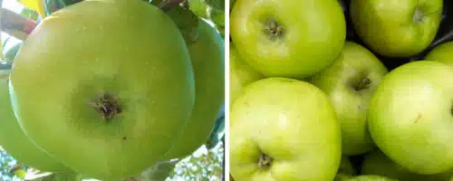 Buy Bramley Apple Trees