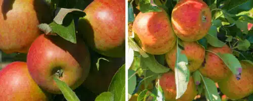 Buy Cox Apple Trees