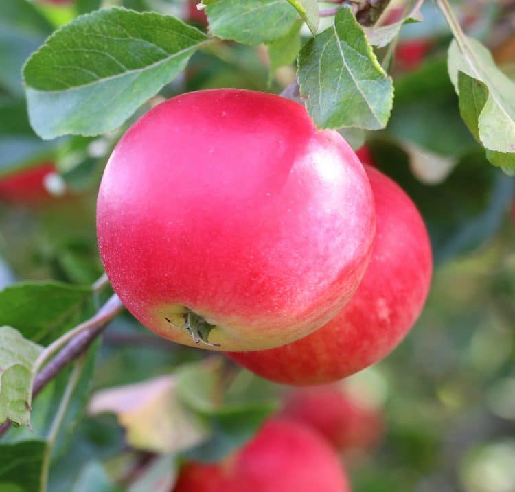 Discovery Apple Trees