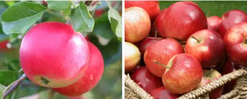 Buy Discovery Apple Trees