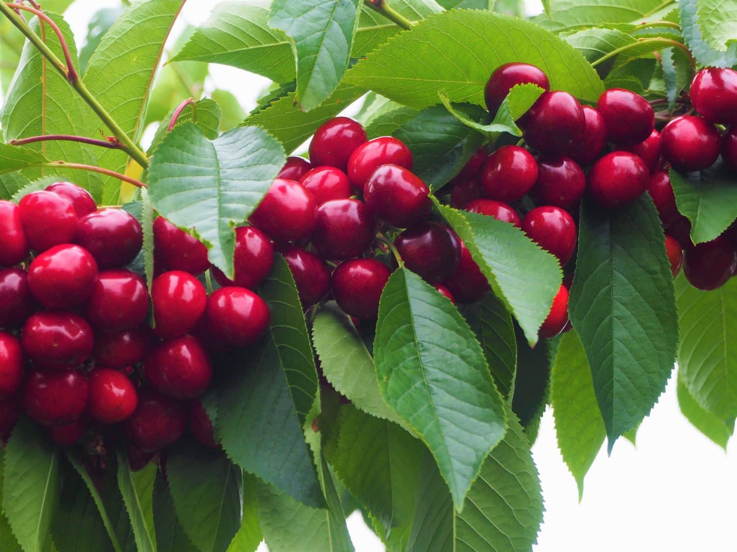 Cherry Fruit Tree At Lauren Murphy Blog