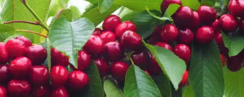 Buy Stella Cherry Trees