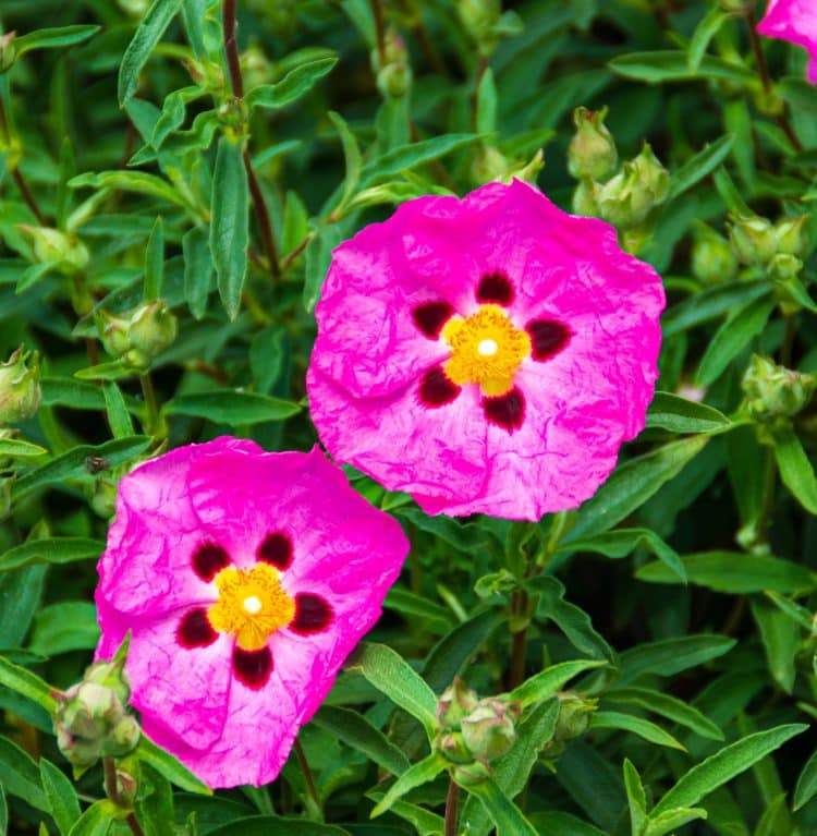 cistus purpureus ground cover plants