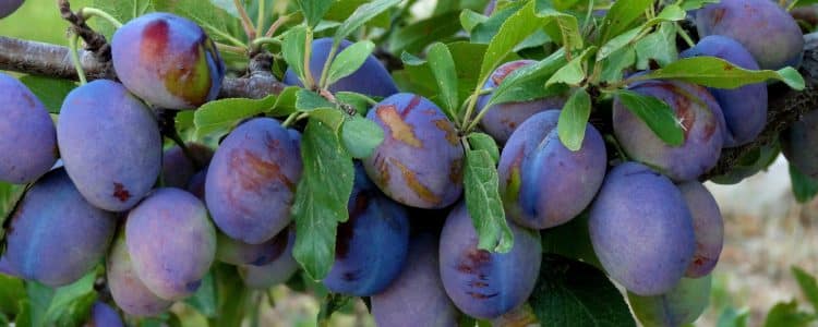 buy damson trees online