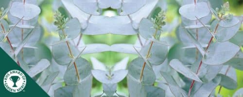 Buy Eucalyptus Gunnii trees online