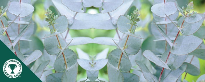 Buy Eucalyptus Gunnii trees online