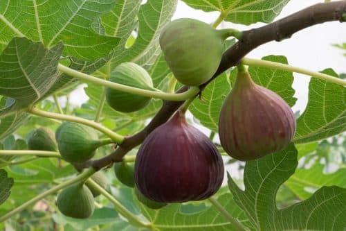 Buy Brown Turkey Fig Trees