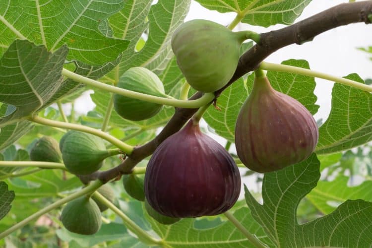 Buy Brown Turkey Fig Trees