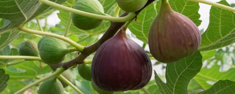 buy fruiting fig trees online