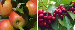 Buy Fruit Trees Online