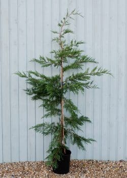 Leylandii Green Potted Hedging 200-225cm 78-90in