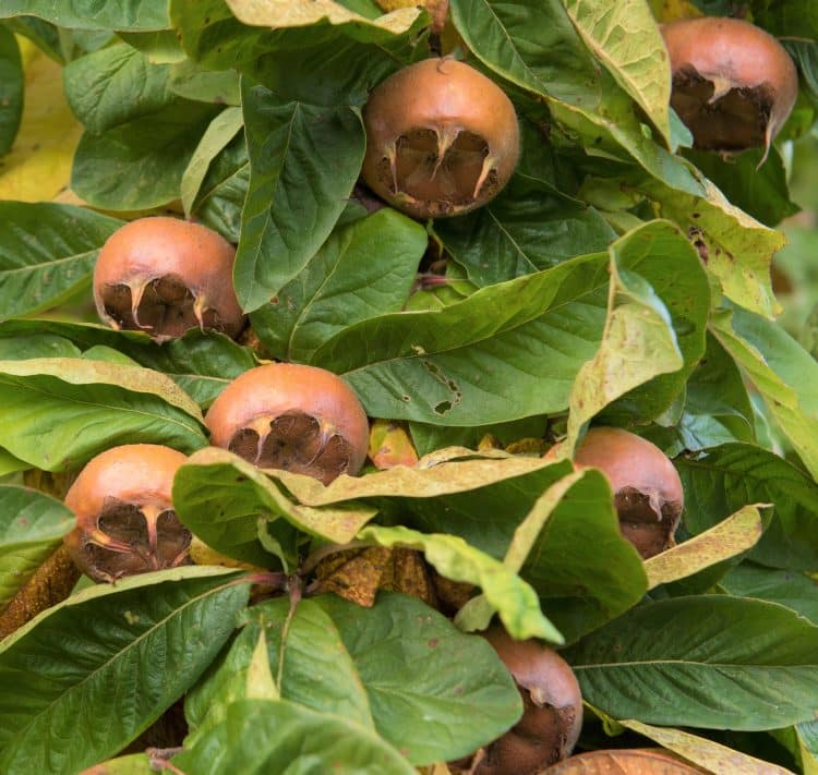 Nottingham Medlar Fruit Trees for Sale Hopes Grove Nurseries