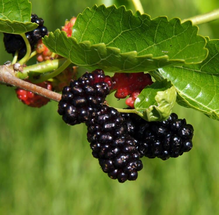 Mulberry Fruit Trees for Sale - Hopes Grove Nurseries