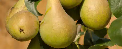 Buy Concorde Pear Trees