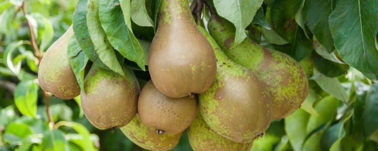 Buy Conference Pear Trees