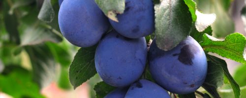 Buy Plum Trees online from Hopes Grove Nurseries