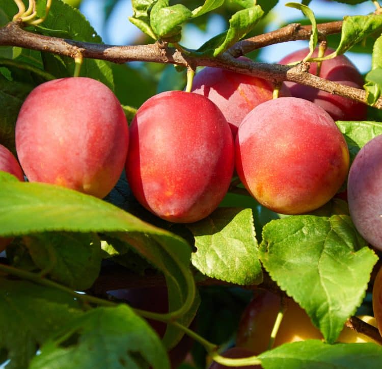buy Victoria Plum fruit trees online