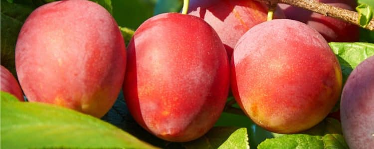 Buy plum trees