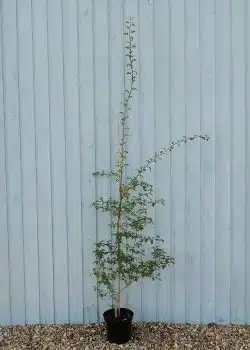 Quickthorn (hawthorn) Potted Hedging  2400-0in