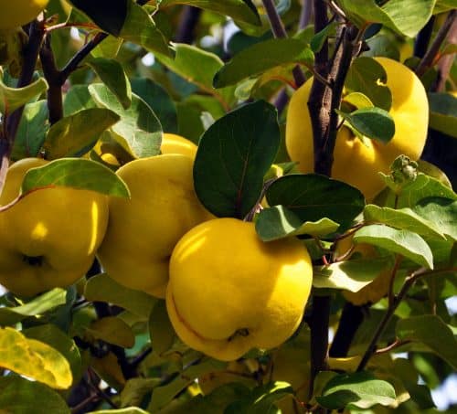 buy Vranja Quince fruit trees online