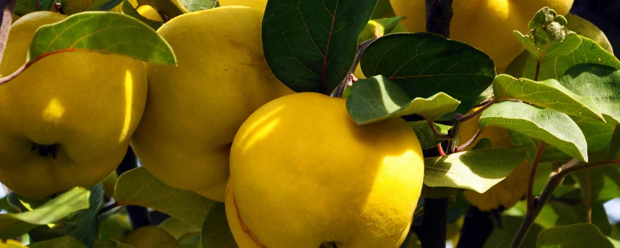 Quince Trees for Sale Buy Quince Trees Online Hopes Grove Nurseries