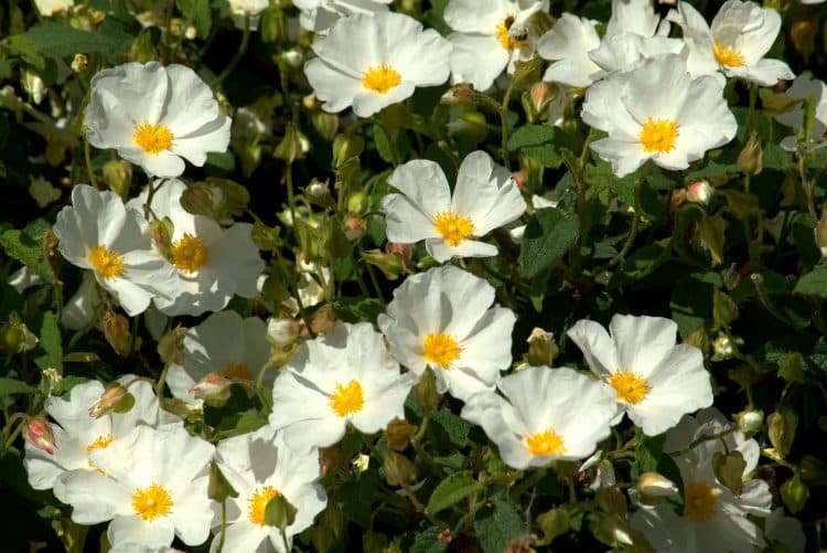 Cistus corbariensis ground cover plants and shrubs