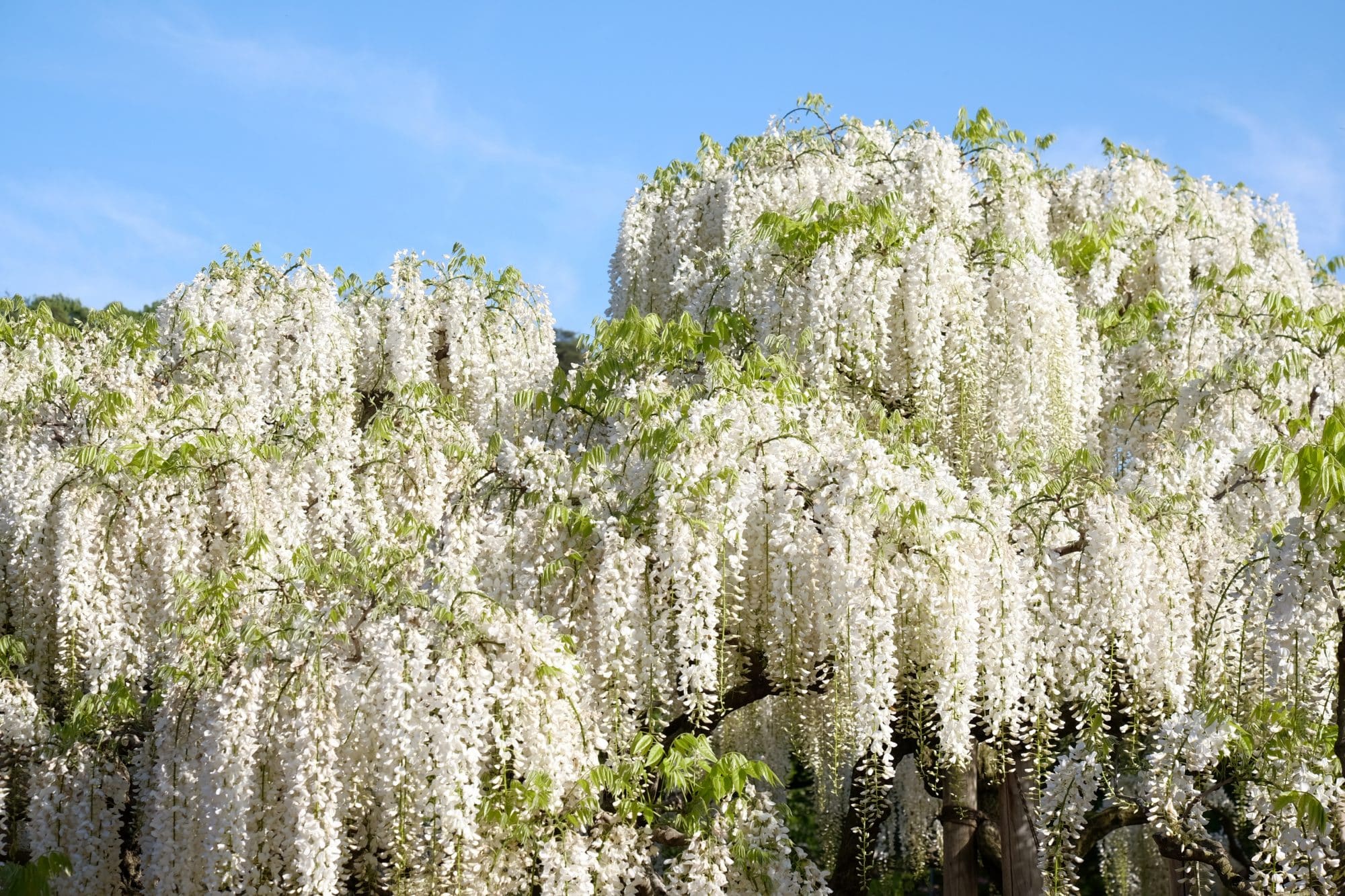 Buy Wisteria Floribunda Alba White Japanese Wisteria Ornamental Trees