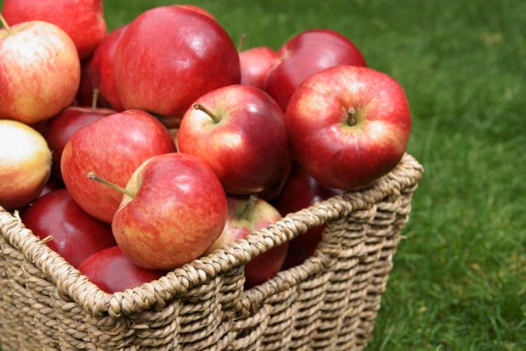 Buy Discovery Apple Trees Online