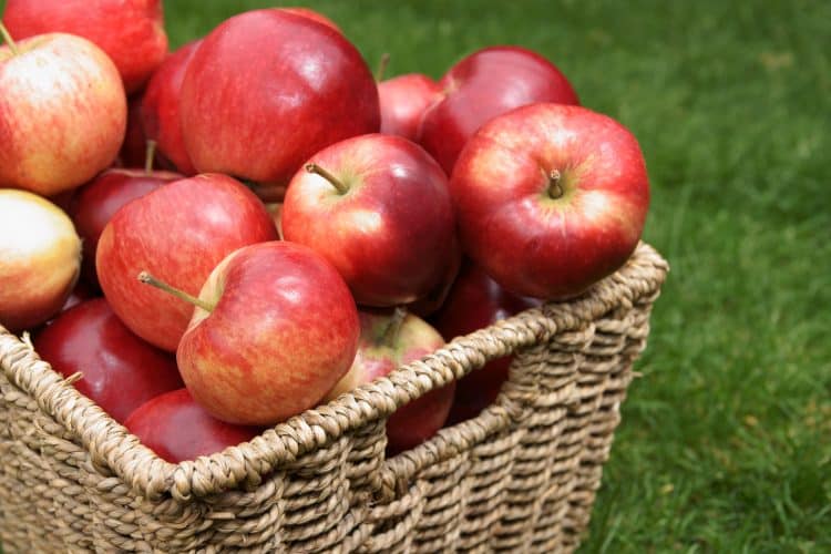 Insights for Growing Cooking Apple Trees in the UK