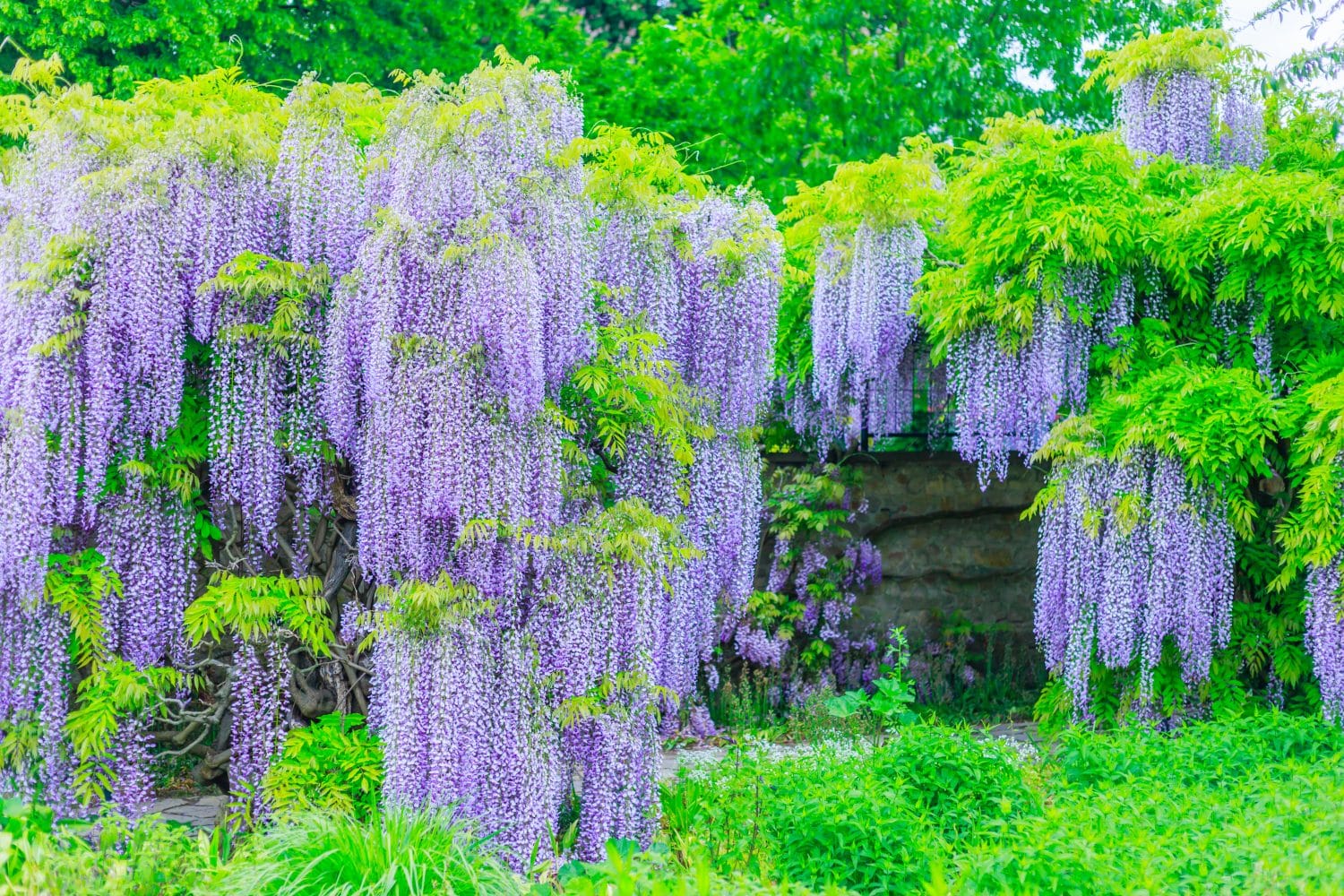 Buy Wisteria Sinensis Prolific 'Prolific' Chinese Wisteria Hedging Plants