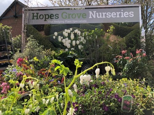 Hopes Grove Nurseries supports Love Your Garden on ITV