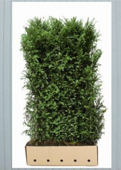 Yew English Instant Hedging  2160-0in