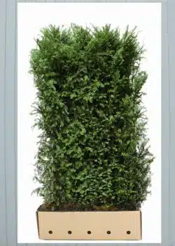 Yew English Instant Hedging  2160-0in